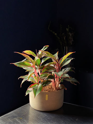 Aglaonema 'Creta'