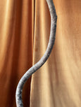 Ficus benjamina