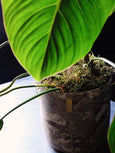 Philodendron gloriosum