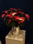 Poinsettia variegata