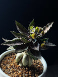 Euphorbia francoisii
