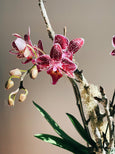 arranjo orquidea FLO atelier botânico entrega mesmo dia útil