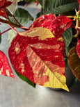 Poinsettia variegata