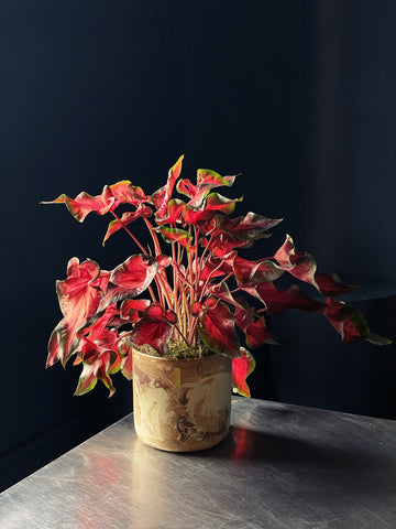 Caladium ‘Red Ruffles’