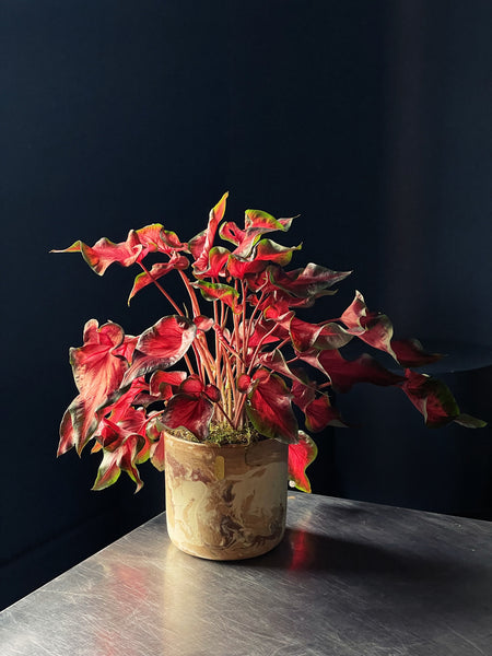 Caladium ‘Red Ruffles’