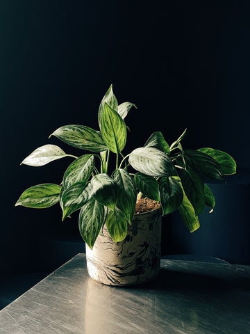 Aglaonema 'Silver Queen'