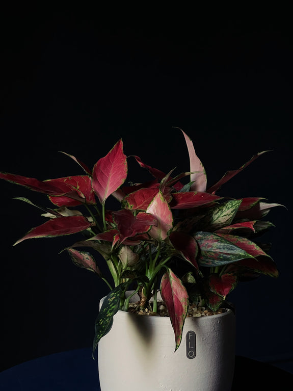 Aglaonema 'Creta'