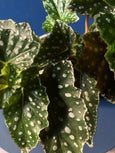 Begonia maculata