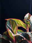 Aglaonema 'Creta'