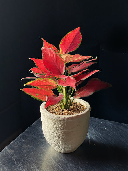 Aglaonema 'Cherry Baby"