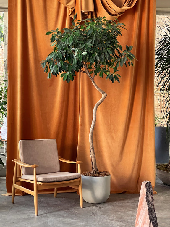 Ficus benjamina