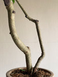 Ficus benjamina
