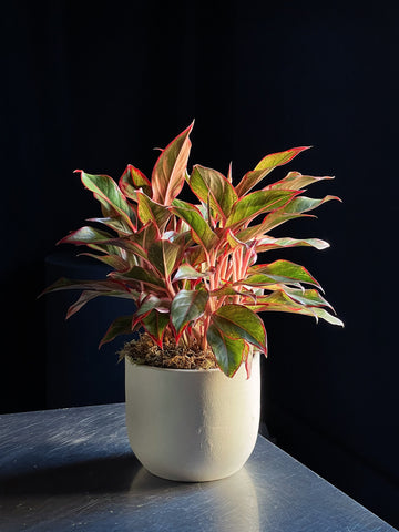 Aglaonema 'Creta'