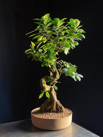 Ficus microcarpa