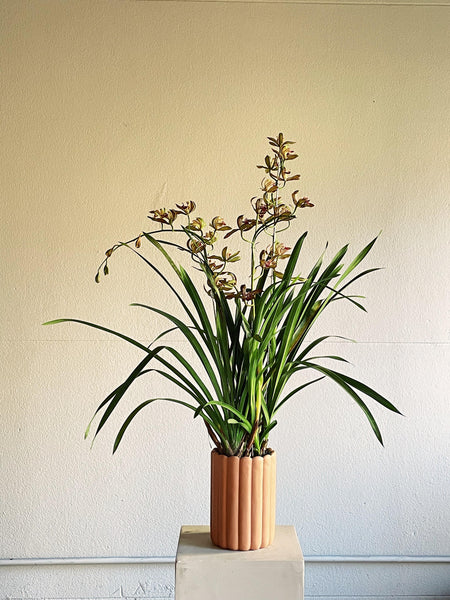 Cymbidium