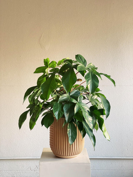 Philodendron squamiferum