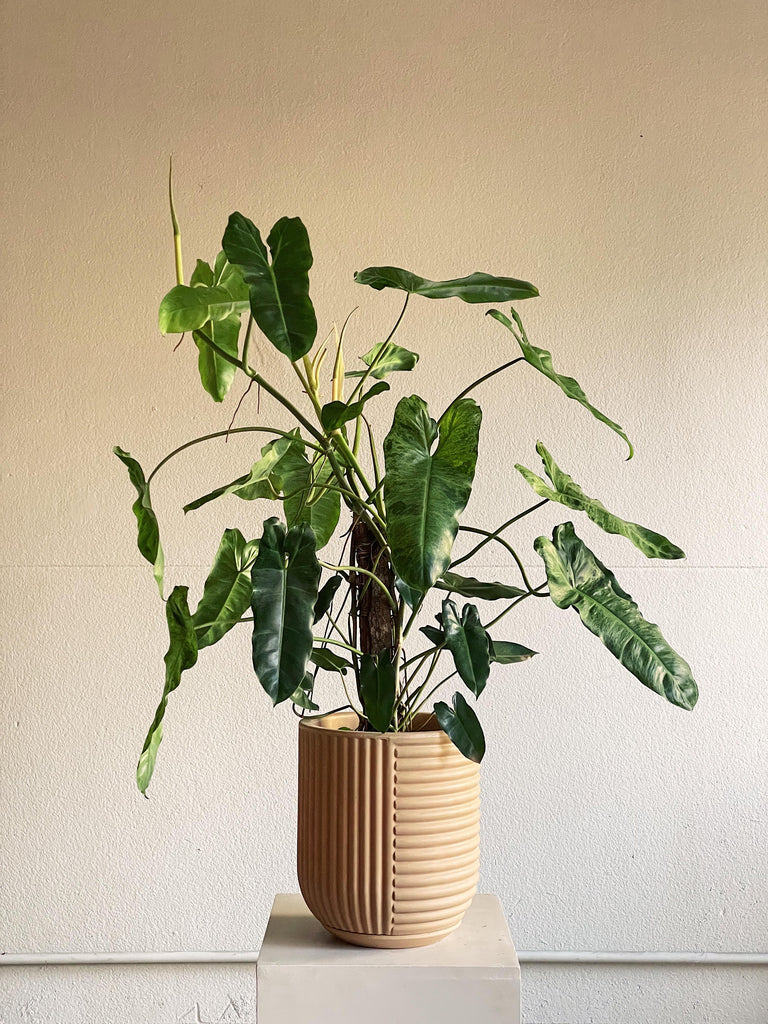 Philodendron 'Paraiso Verde'