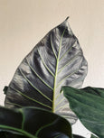 Alocasia 'Regal Shields'