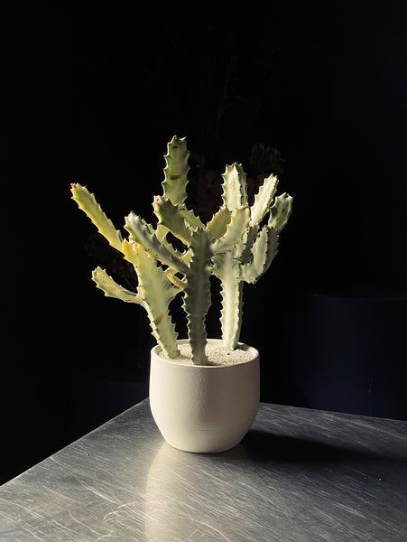 Euphorbia lactea 'White Ghost'