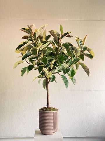 Ficus elastica 'Tineke' mini árvore