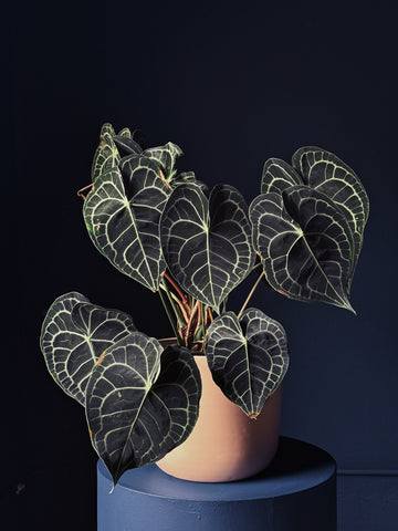 Anthurium clarinervium GIGA
