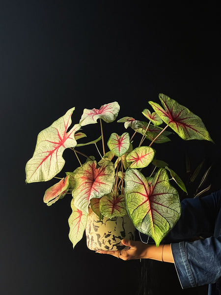 Caladium verde e vermelho
