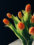 Tulipas