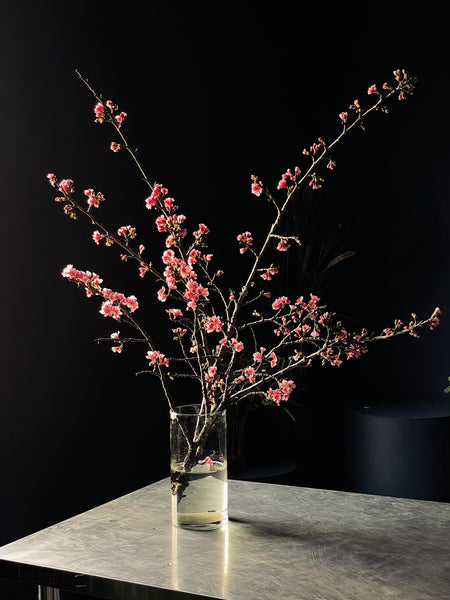 Cerejeiras 🌸 Sakura