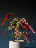 Begonia maculata
