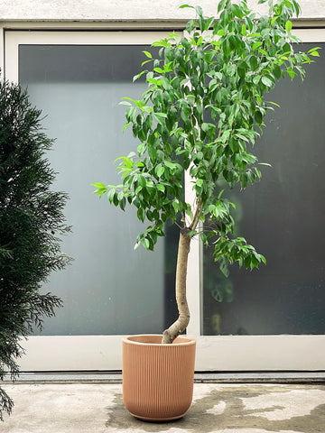 Ficus benjamina