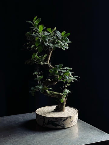 Ficus microcarpa