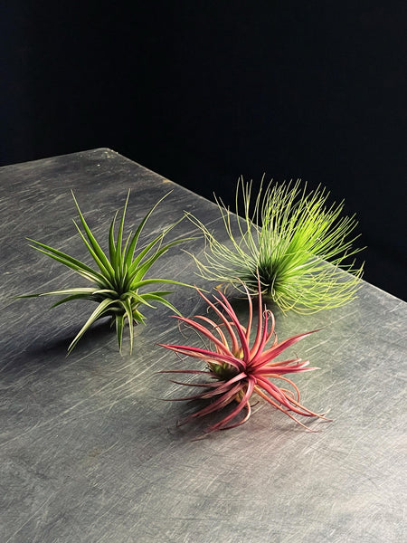 Tillandsia starter pack