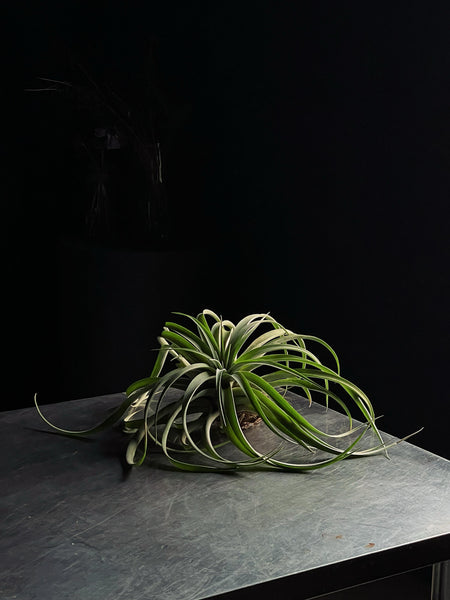 Tillandsia GIGA