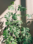 Rhaphidophora tetrasperma planta grande para interiores FLO atelier botânico
