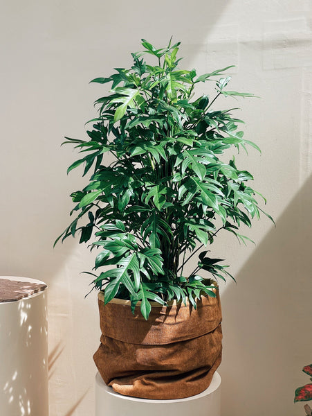 Philodendron pedatum