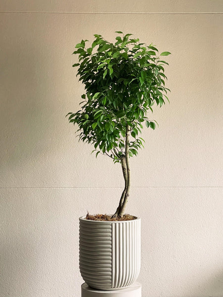 ficus benjamina árvore para interiores