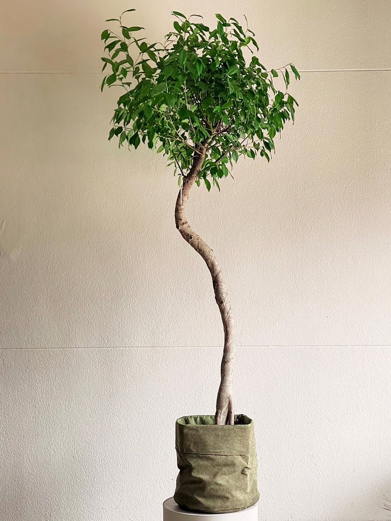 ficus tronco escultural árvore wabi sabi