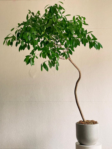 Ficus benjamina