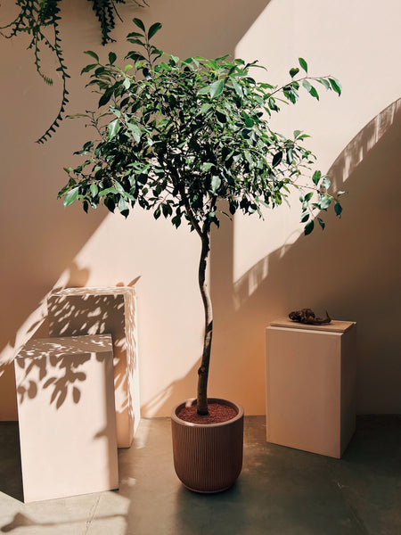 ficus nitida árvore para dentro de casa comprar FLO atelier botânico