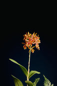 Kusamono em FLOr
