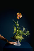 Kusamono em FLOr