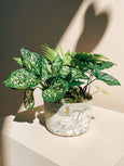 mini bacia dos trópicos arranjo verde FLO atelier botânico cerâmica autoral