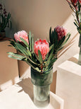 trio proteas pink ice buquê arranjo comprar flor protea sp entrega FLO atelier botânico