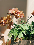 arranjo vivo orquideas rosa chá plantadas perséfone FLO atelier botânico entrega flores de luxo sp