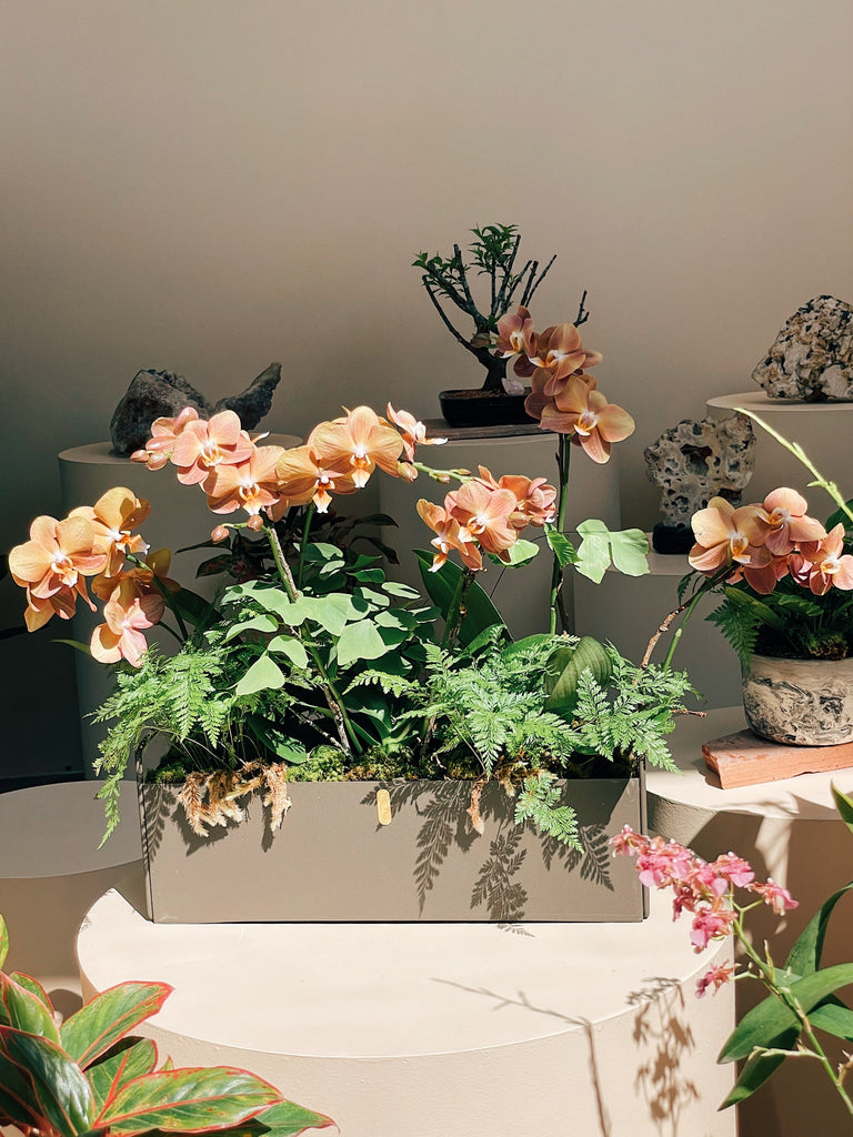 arranjo vivo orquideas plantadas perséfone FLO atelier botânico entrega flores de luxo sp
