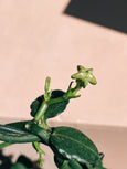 floração flor paraquedas ceropegia sandersonii