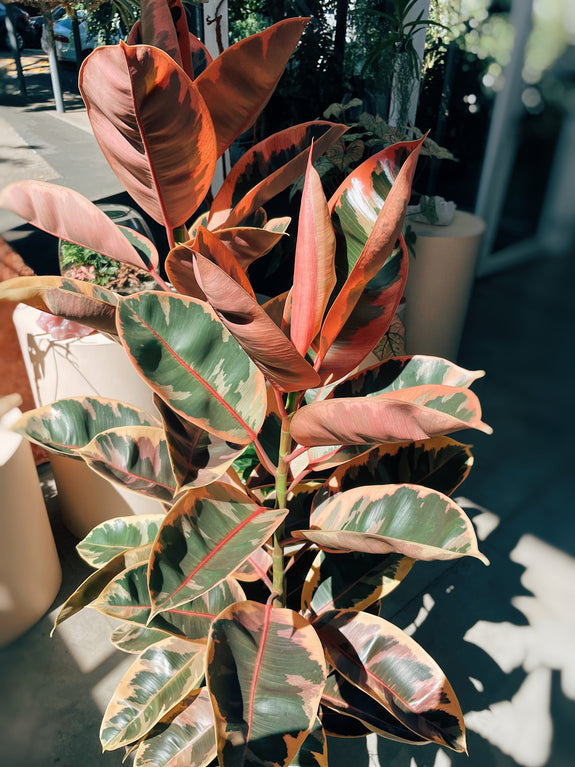 ficus elastica ruby planta colorida para dentro de casa comprar