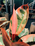 ficus elastica ruby planta colorida para dentro de casa comprar