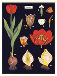 poster ilustração botânica vintage tulipa