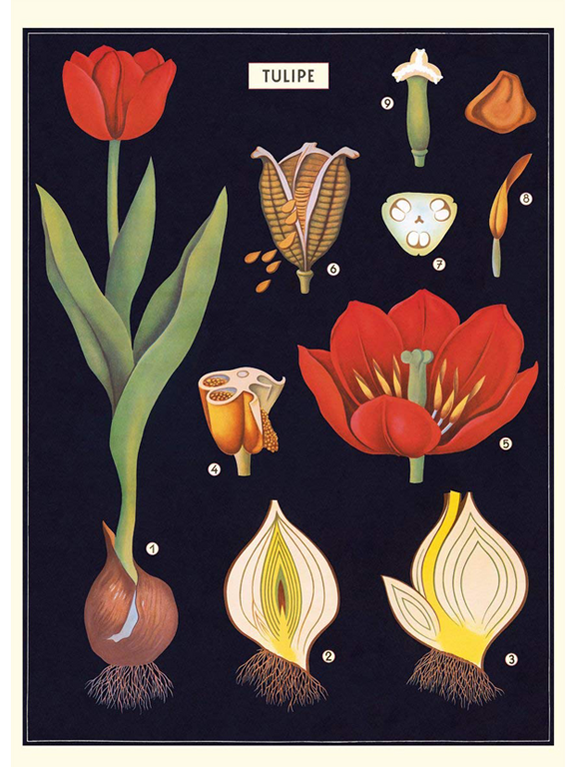 poster ilustração botânica vintage tulipa